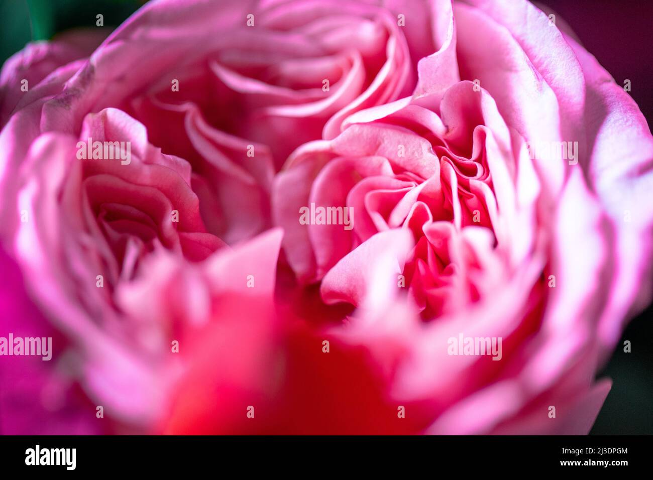 Rose di peonia. Isolato bel fiore rosa. Disposizione floreale full frame. Sfondo fiore, fiore giardino. Fiori orizzontali sfondo arte. Foto Stock