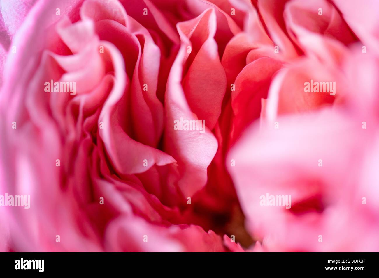 Rose di peonia. Isolato bel fiore rosa. Disposizione floreale full frame. Sfondo fiore, fiore giardino. Fiori orizzontali sfondo arte. Foto Stock