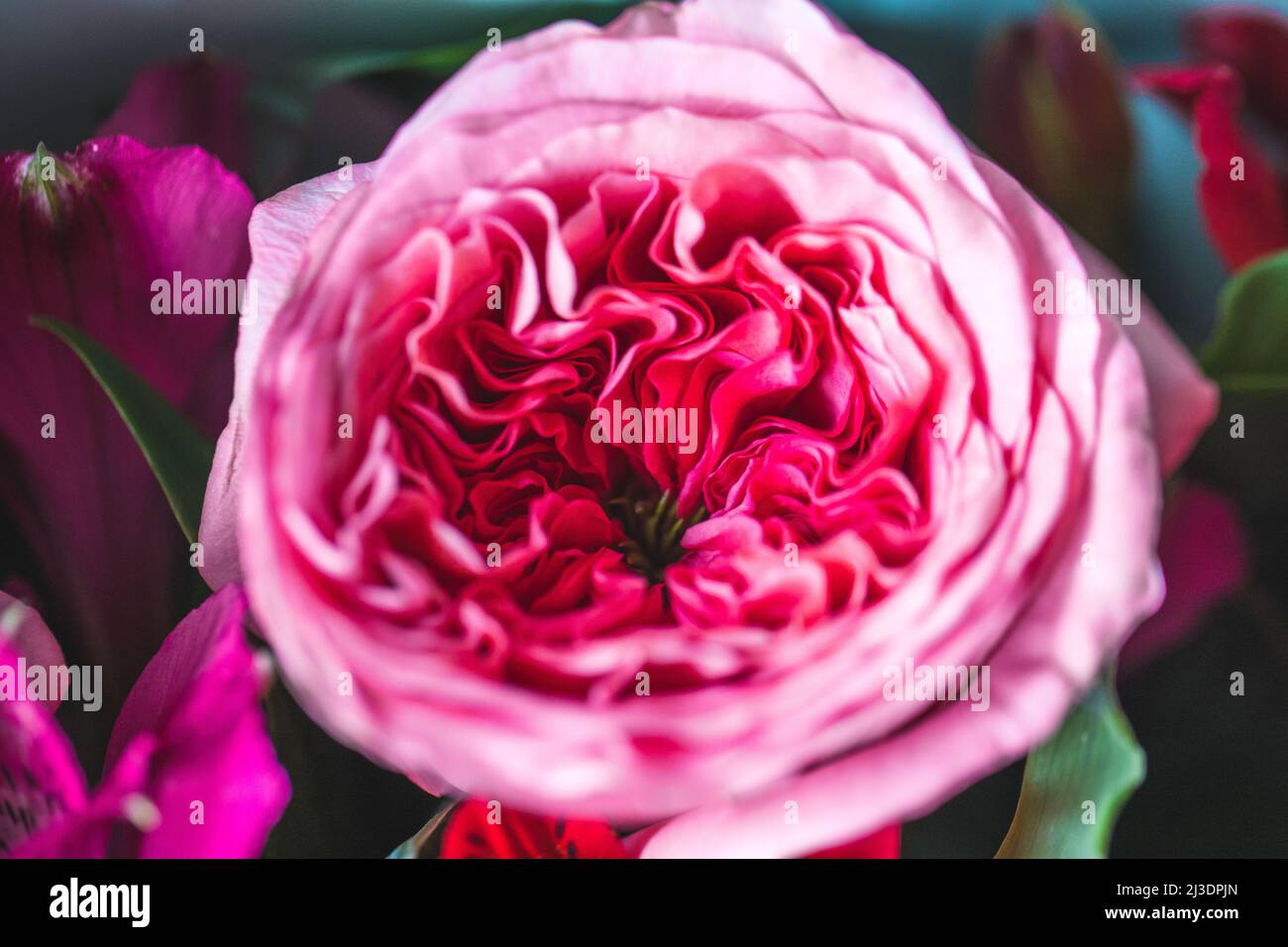 Rose di peonia. Isolato bel fiore rosa. Disposizione floreale full frame. Sfondo fiore, fiore giardino. Fiori orizzontali sfondo arte. Foto Stock