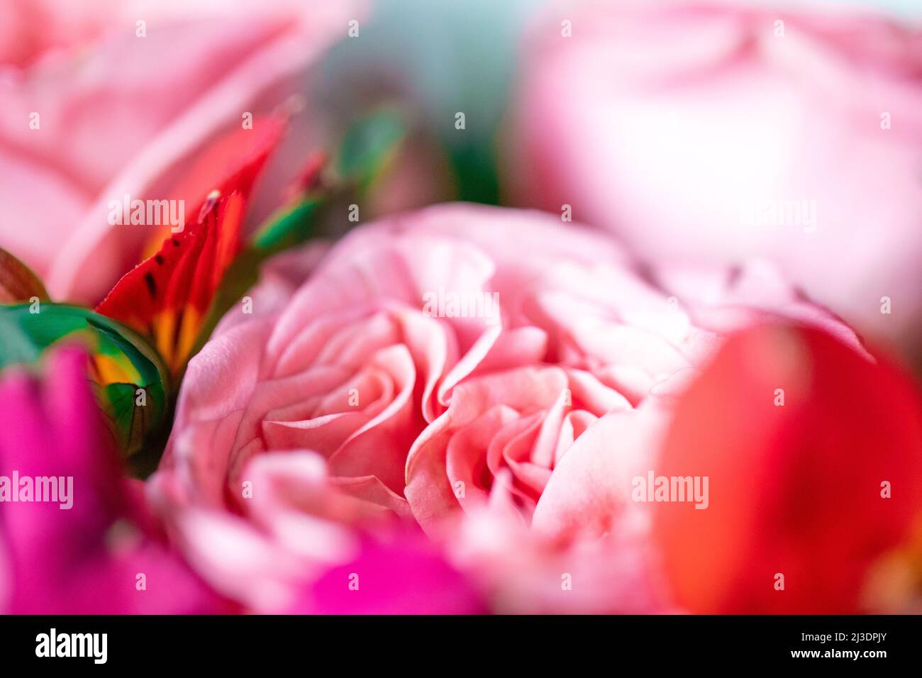 Rose di peonia. Isolato bel fiore rosa. Disposizione floreale full frame. Sfondo fiore, fiore giardino. Fiori orizzontali sfondo arte. Foto Stock