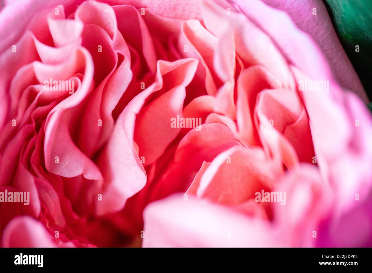 Rose di peonia. Isolato bel fiore rosa. Disposizione floreale full frame. Sfondo fiore, fiore giardino. Fiori orizzontali sfondo arte. Foto Stock