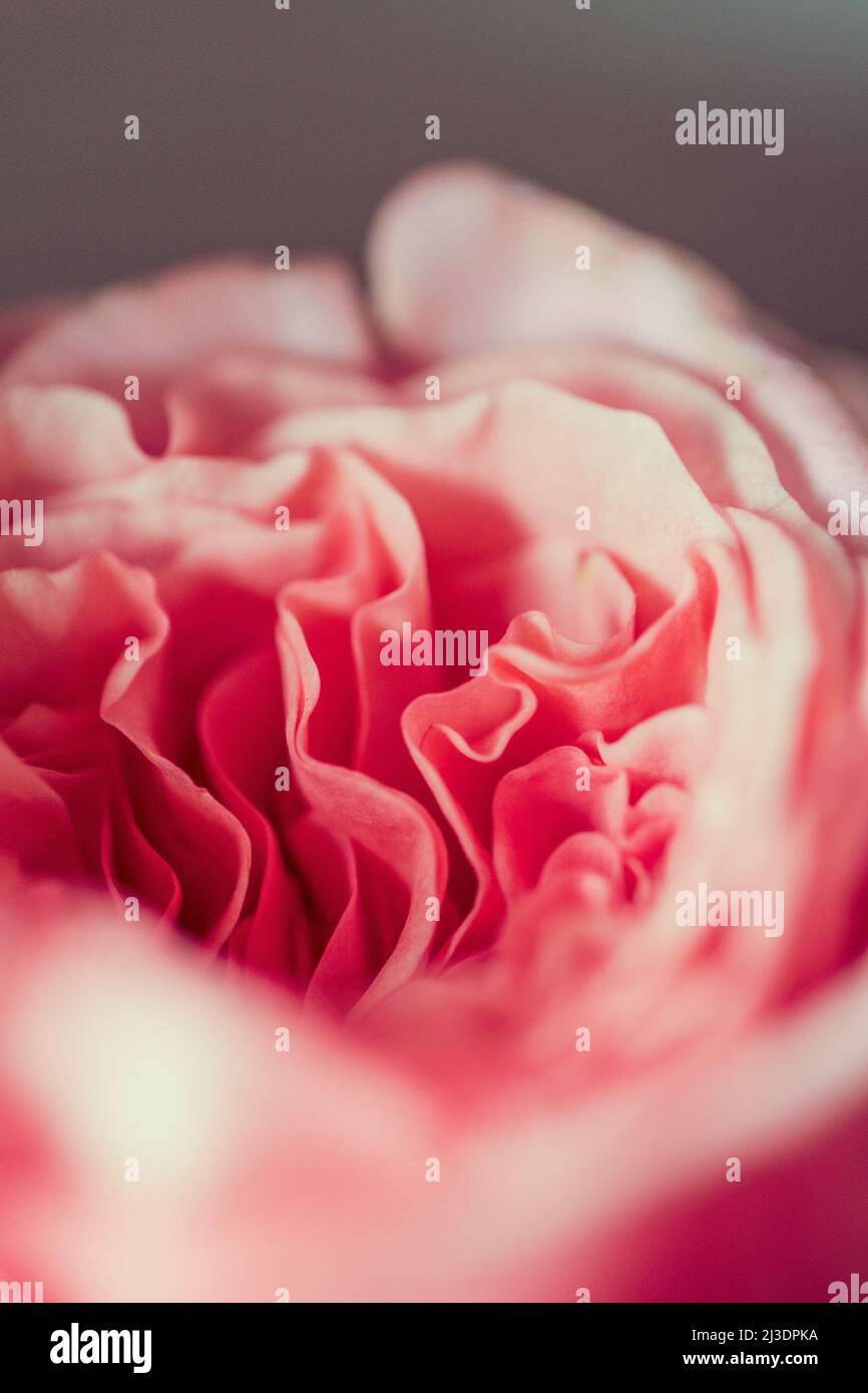 Rose di peonia. Isolato bel fiore rosa. Disposizione floreale full frame. Sfondo fiore, fiore giardino. Fiori orizzontali sfondo arte. Foto Stock