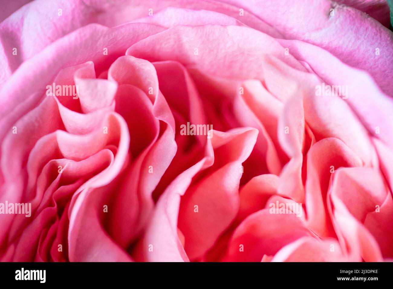 Rose di peonia. Isolato bel fiore rosa. Disposizione floreale full frame. Sfondo fiore, fiore giardino. Fiori orizzontali sfondo arte. Foto Stock