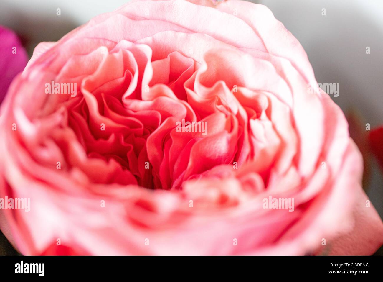 Rose di peonia. Isolato bel fiore rosa. Disposizione floreale full frame. Sfondo fiore, fiore giardino. Fiori orizzontali sfondo arte. Foto Stock