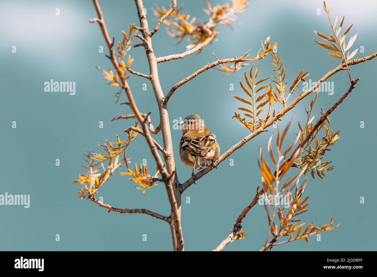 Uccello di Finch seduto su un ramo di alberi Foto Stock