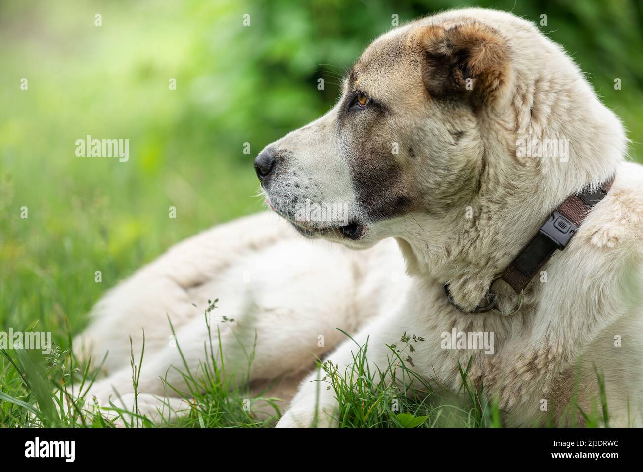 Amichevole Central Asian Shepherd cane profilo ritratto nel verde chiaro sfondo di erba brillante Foto Stock