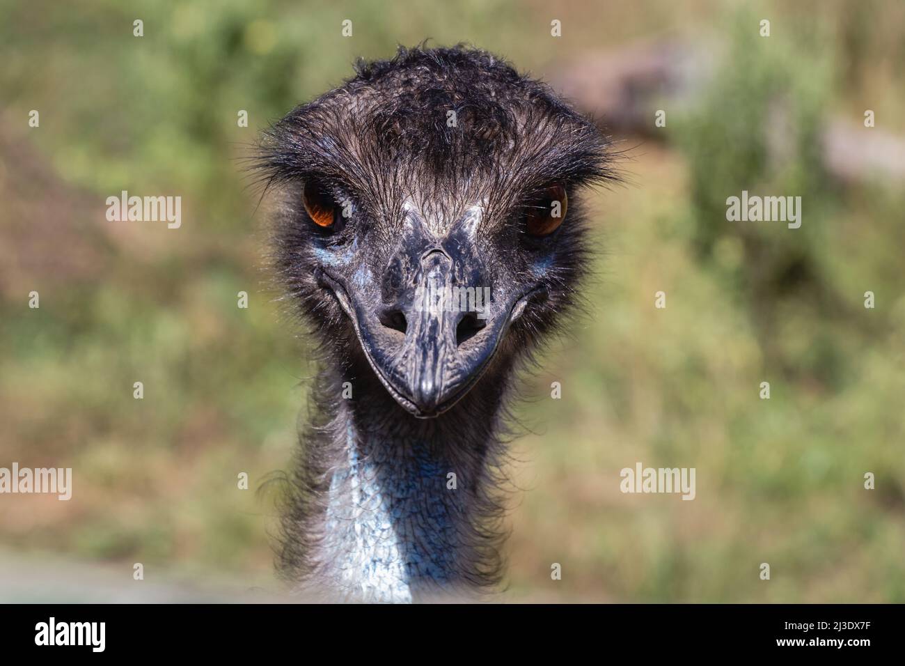 EMU uccello anteriore su ritratto Foto Stock