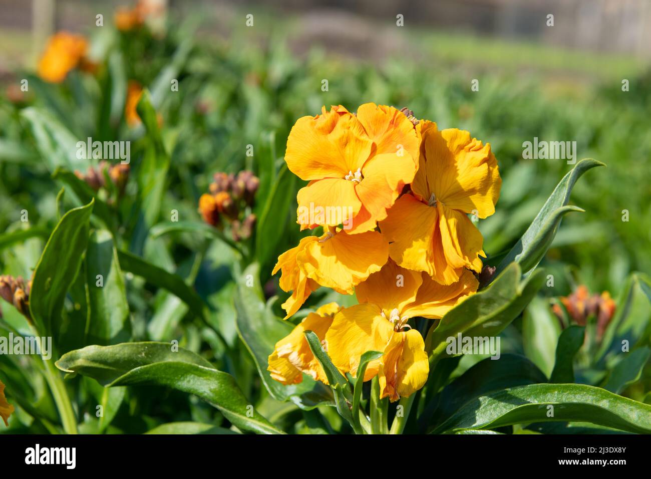 Primo piano di fiori arancioni (erysimum cheiri) in fiore Foto Stock