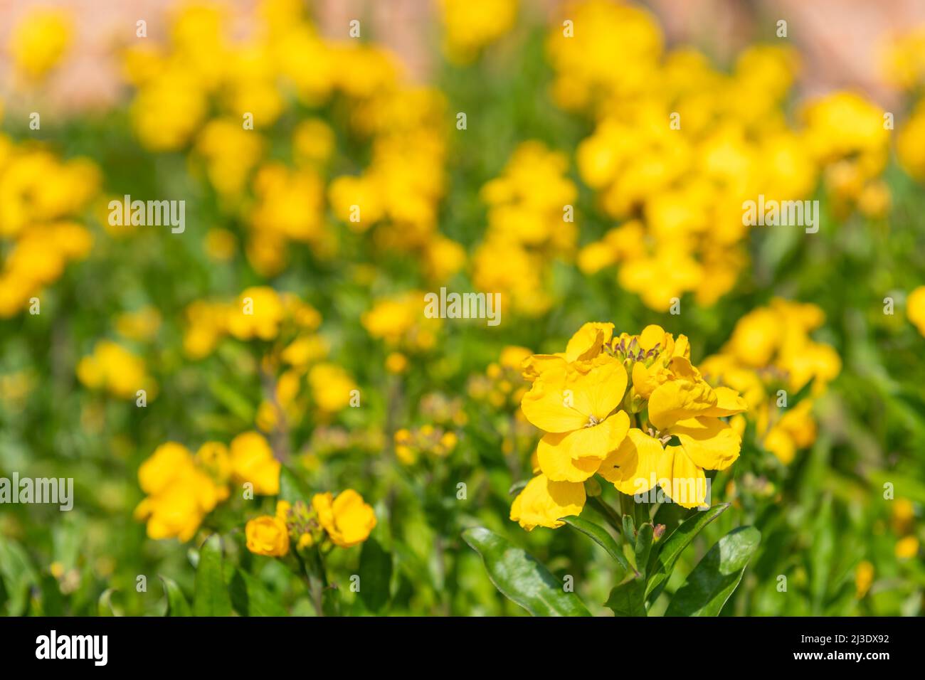 Primo piano di fiori gialli (erysimum cheiri) in fiore Foto Stock