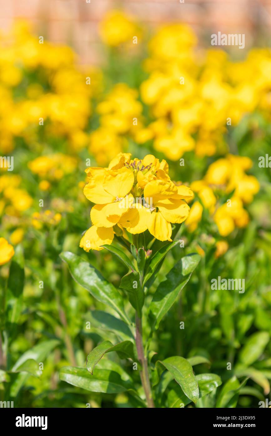 Primo piano di fiori gialli (erysimum cheiri) in fiore Foto Stock