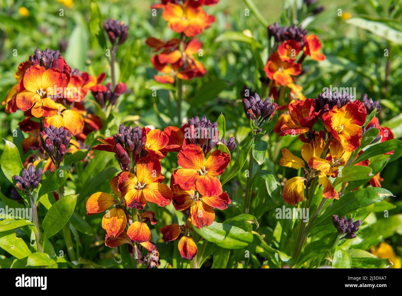 Primo piano di fiori rossi (erysimum cheiri) in fiore Foto Stock