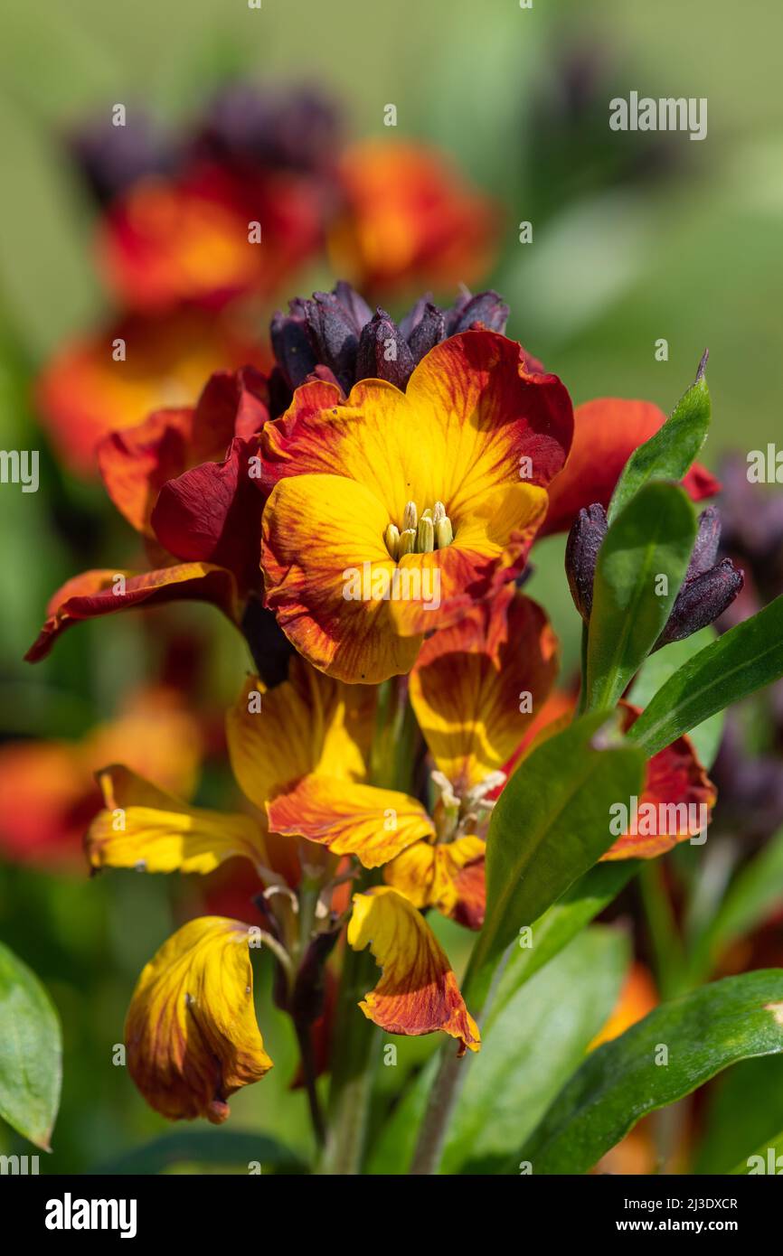 Primo piano di fiori rossi (erysimum cheiri) in fiore Foto Stock