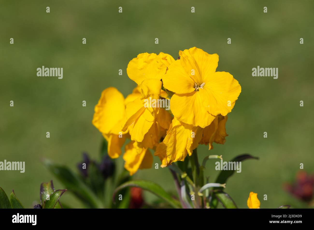 Primo piano di fiori gialli (erysimum cheiri) in fiore Foto Stock