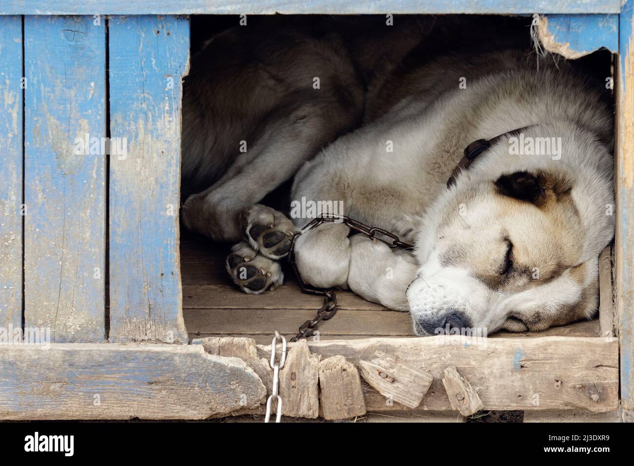 Triste vista di un solo cane marrone dormendo nel kennel - una vecchia casa in legno Foto Stock