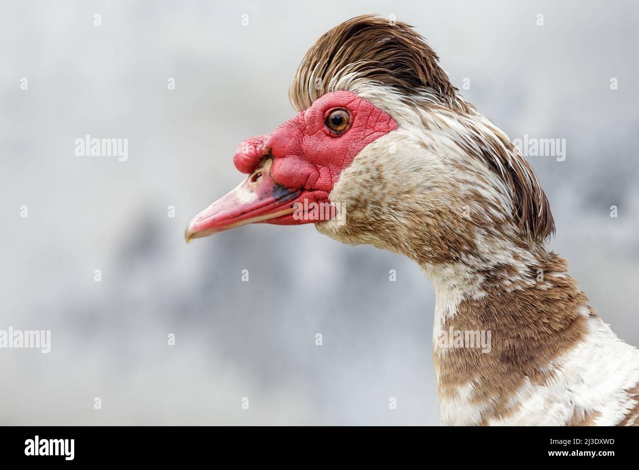 Ritratto di bel muschio maschio anatra con acconciatura cresta su sfondo grigio Foto Stock