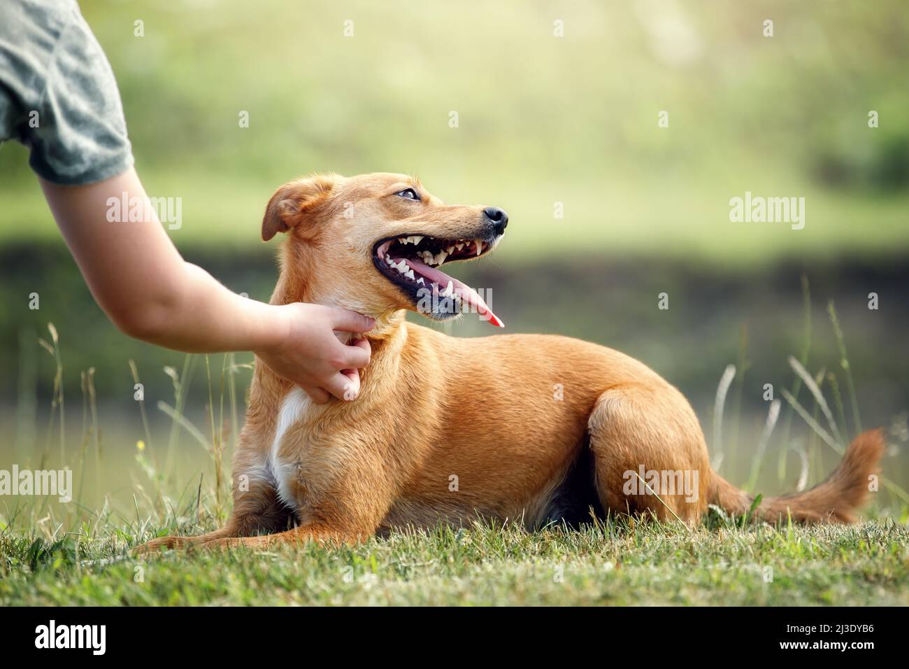 Il cucciolo di zenzero è adagiato su un'erba verde e il proprietario dell'animale domestico accarezza il collo del cucciolo a mano. Concetto, amore per gli animali domestici, puppy sano, formazione per gli animali domestici Foto Stock