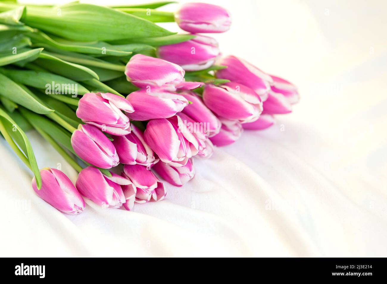 Un bouquet di bei tulipani rosa si trova su un letto bianco. Spazio copia Foto Stock