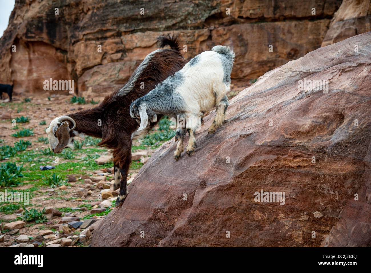 Capre di montagna domestiche in Petra Giordania essendo alimentato melagrane e arance dai beduini Foto Stock