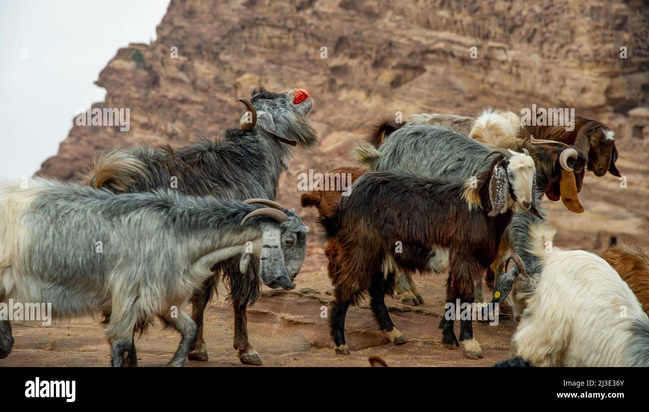 Capre di montagna domestiche in Petra Giordania essendo alimentato melagrane e arance dai beduini Foto Stock