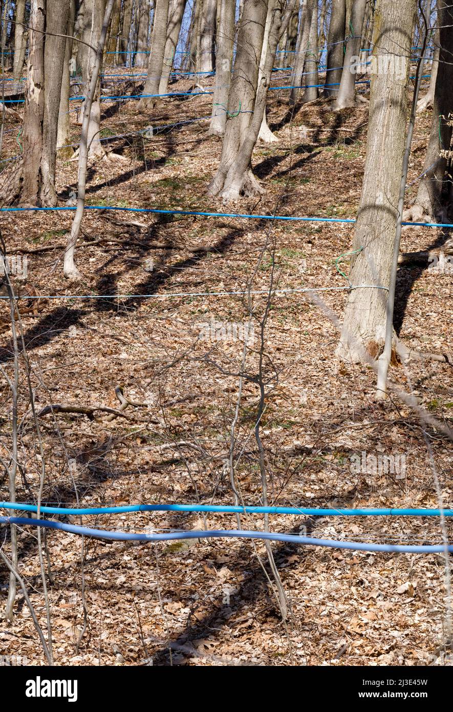 Le linee di rubinetto in un legno di acero portano linfa per gravità ad un sacco di zucchero nella contea di Harkimer, New York state, USA. Foto Stock