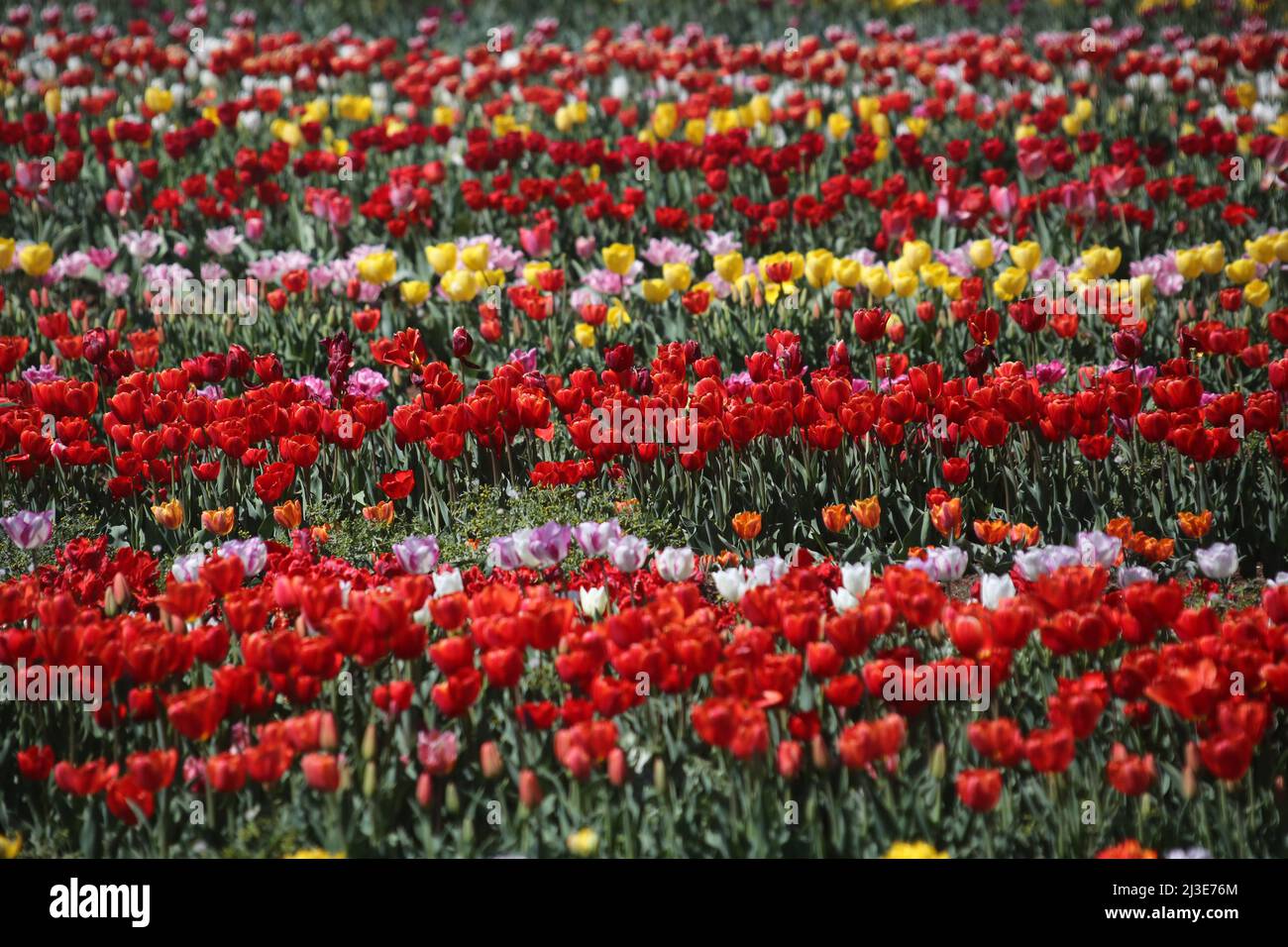 Roma, Italia. 05th Apr 2022. Roma, Italia - 07,04 2022: I tulipani del  parco dei tulipark di via dei gordiani, alla periferia di Roma, sono  esposti al pubblico per essere fotografati e