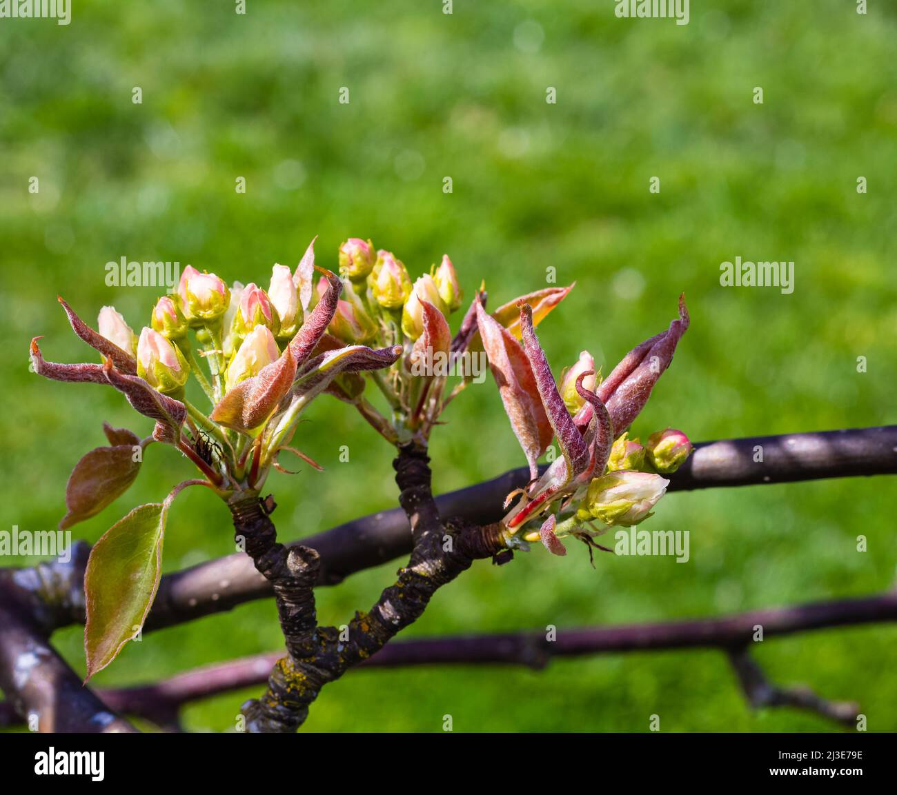 Gemme sugli alberi. Risveglio primaverile. Macro natura. Foto di strada, fuoco selettivo, nessuno Foto Stock