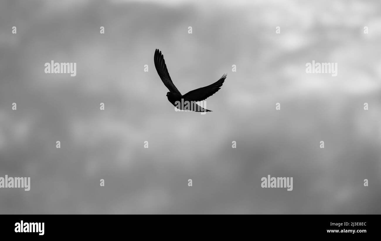 Una silhouette di un uccello volare con ali sparsi in 16:9 in bianco e nero ad alta risoluzione formato immagine Foto Stock