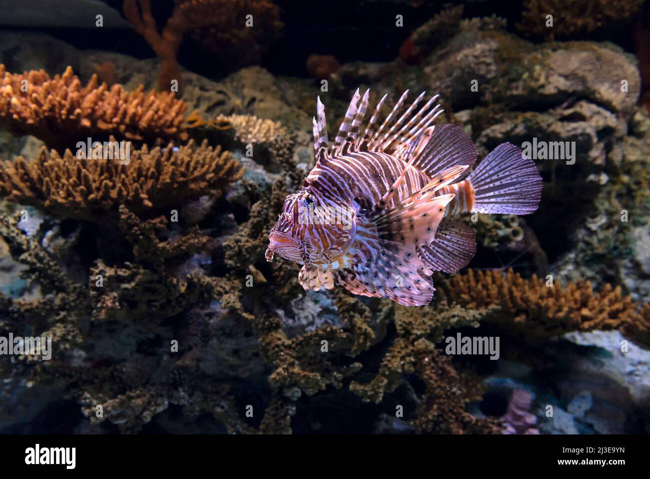 Leonfish, un pesce marino velenoso Foto Stock