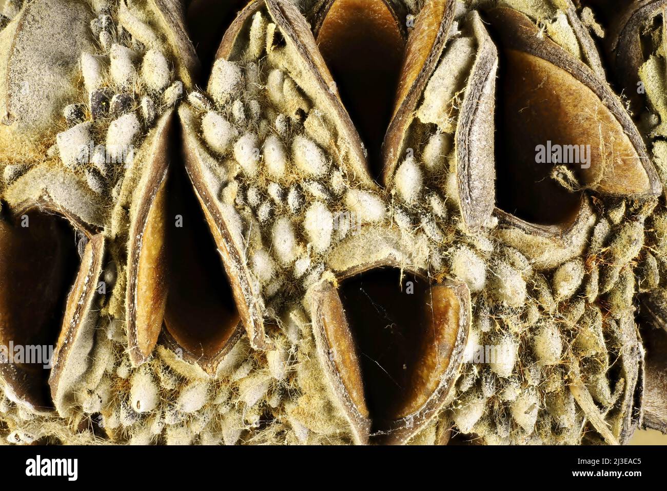 Vista ingrandita di Acorn Banksia (prionote Banksia) follicoli di frutta e valvole. Foto Stock