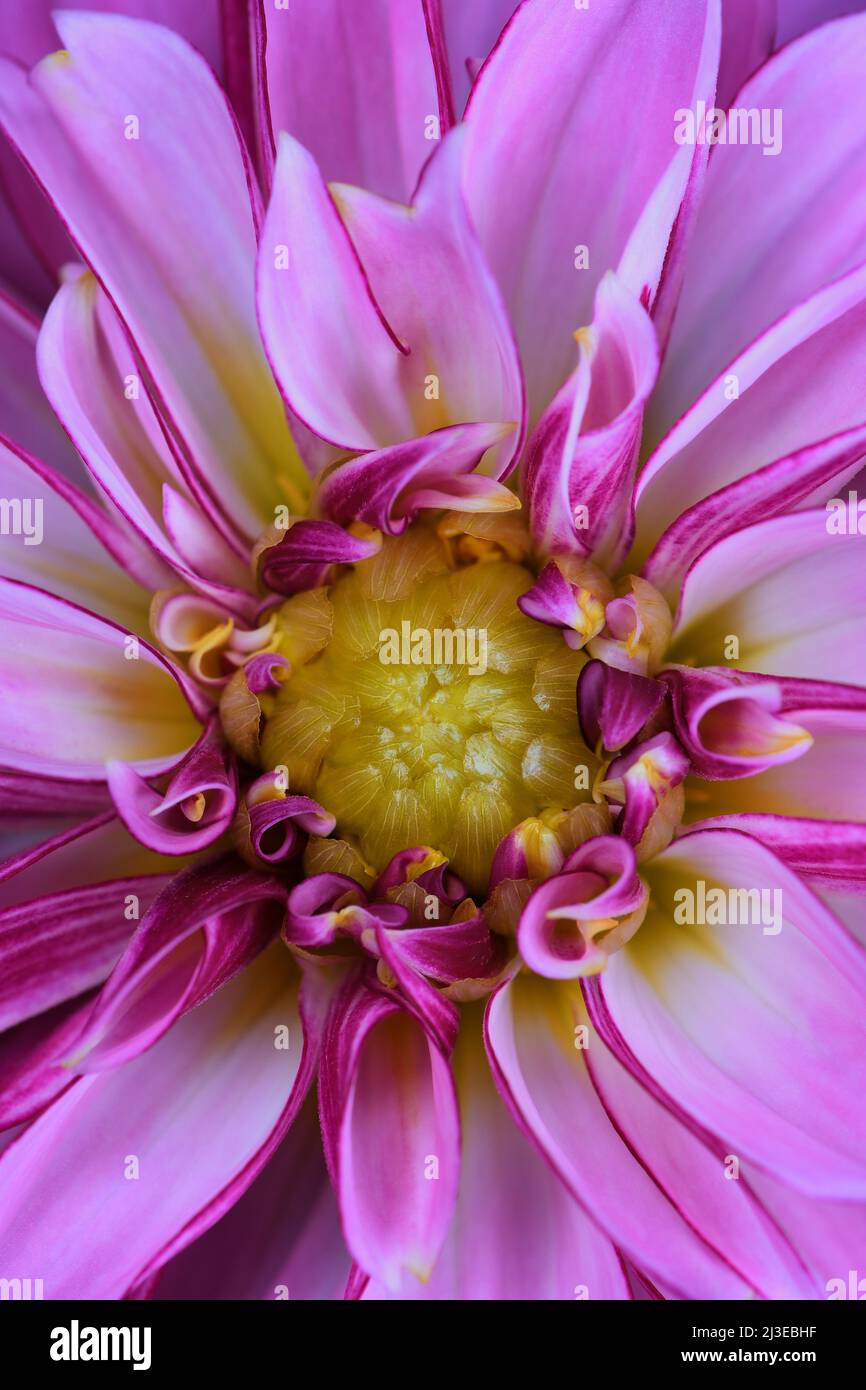 Un primo piano estremo di un vivace fiore rosa della famiglia Dahlia -Asteraceae- con un centro color ocra; catturato in uno Studio Foto Stock