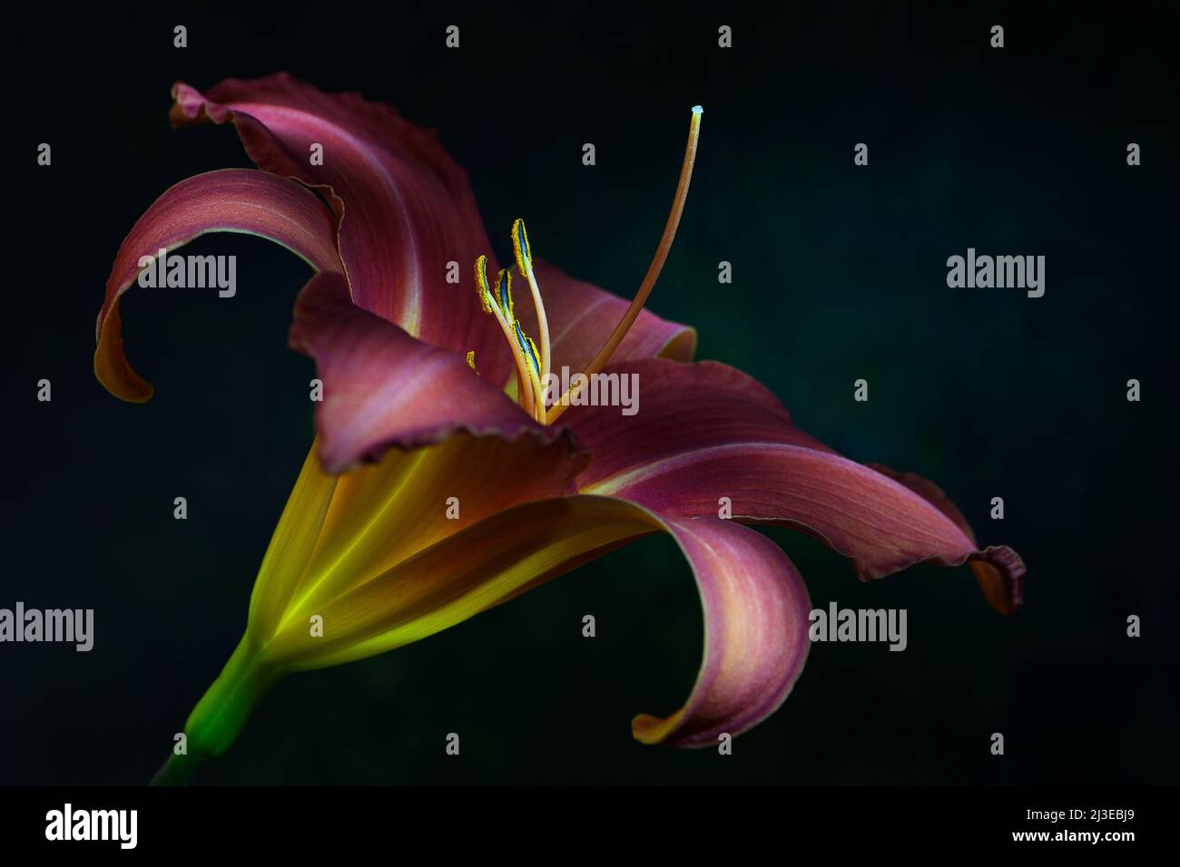 Un giglio di giorno color pesca -famiglia Hemerocallis- fiore in morbido, forte luce d'atmosfera scura con lo stemma acceso; catturato in uno Studio Foto Stock