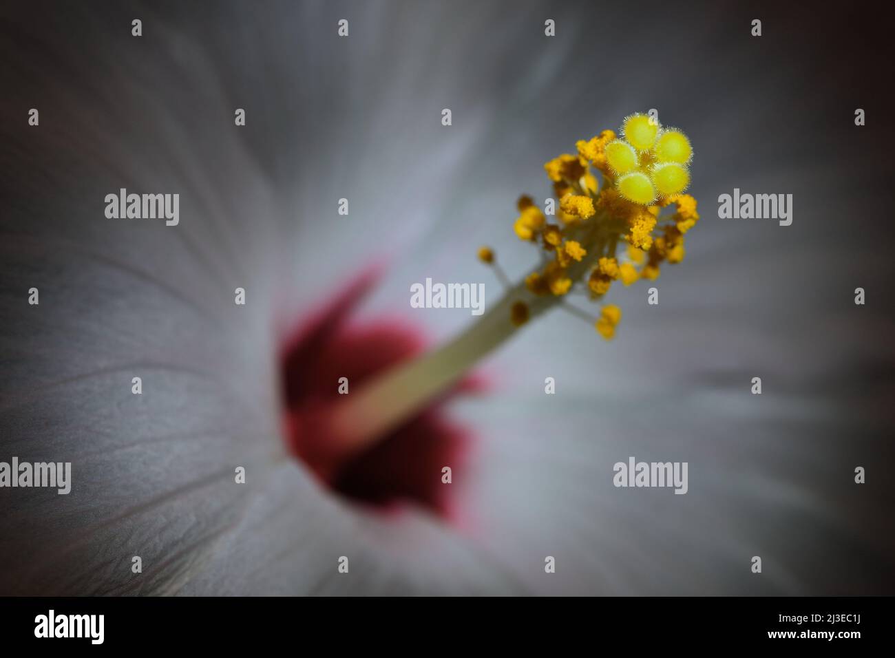 Un primo piano estremo di un Hibiscus bianco -Hibiscus sinensis- fiori stigma, pistil e stamen in un'illuminazione soffusa e scura; catturato in uno Studio Foto Stock