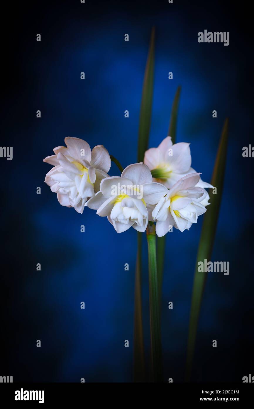 Jonquil Erlicheer bianco -Jonquil narcissus Hybrid- fiori in morbido blu scuro di luce d'atmosfera; catturato in uno Studio Foto Stock