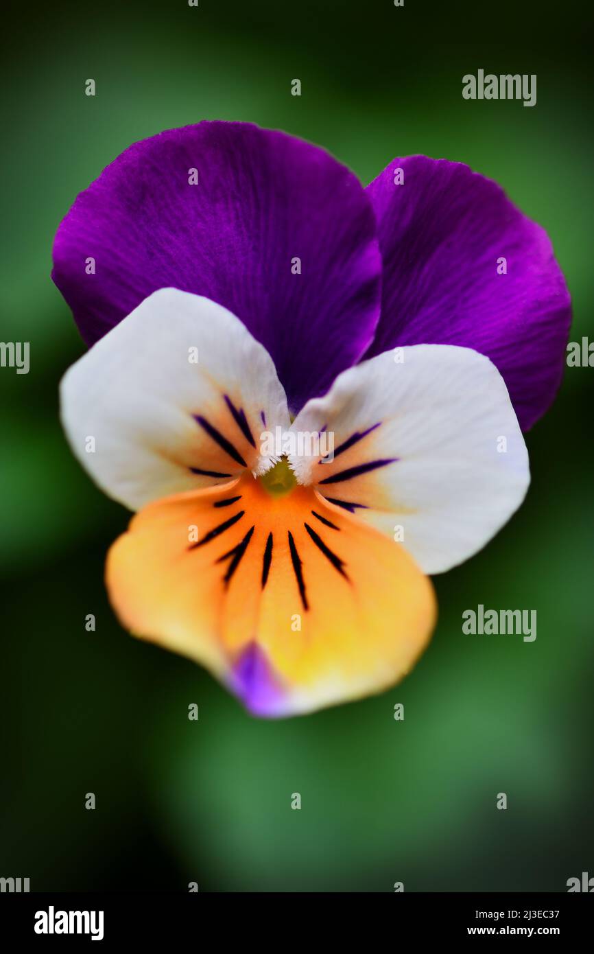 Un primo piano estremo di un fiore color viola bianco e arancione Pansy - Viola x wittrockiana - in un'illuminazione soffusa e scura; catturato in uno Studio Foto Stock