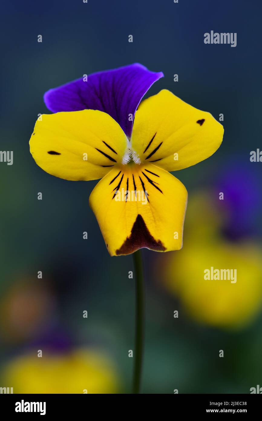 Un giallo viola e marrone Pansy -Viola x wittrockiana- fiore in soffusa luce d'atmosfera scura; catturato in uno Studio Foto Stock