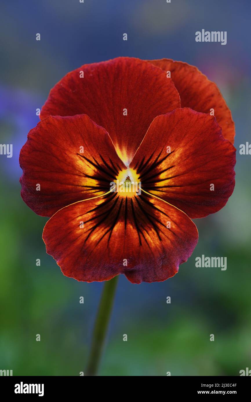 Un rosso arrugginito Pansy -Viola x wittrockiana- fiore in soffusa luce d'atmosfera scura con uno sfondo verde lussureggiante; catturato in uno Studio Foto Stock