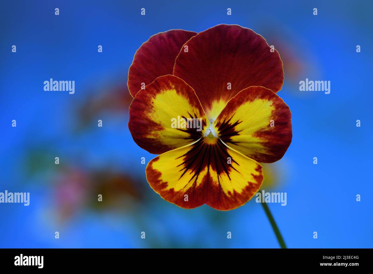 Un rosso arrugginito e giallo Pansy -Viola x wittrockiana- fiore in soffusa luce d'atmosfera scura con un vibrante sfondo blu; catturato in uno Studio Foto Stock