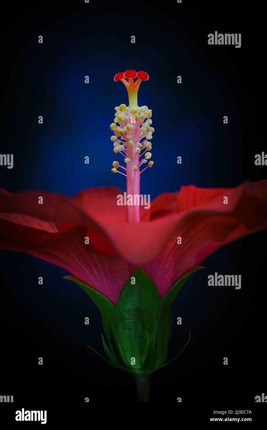 Un close-up estremo di un Hibiscus arancione -Hibiscus sinensis- fiori stigma, pistil e stamen in soft, luce d'atmosfera scura; catturato in uno Studio Foto Stock