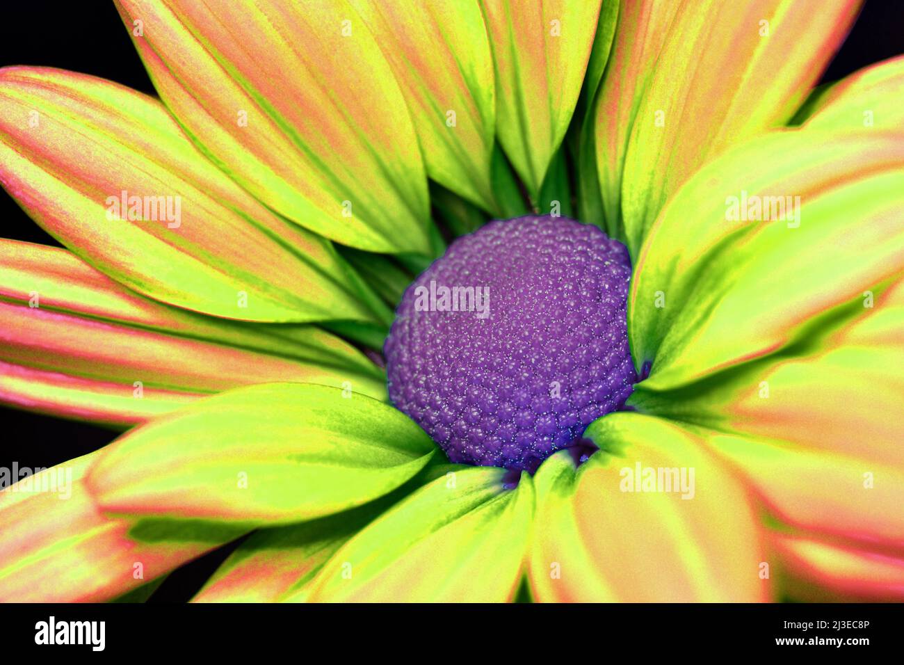 Un primo piano estremo di un fiore psichedelico di famiglia Chrysanthemum -Asteraceae- con petali arancioni, verdi, giallastre e un centro viola Foto Stock