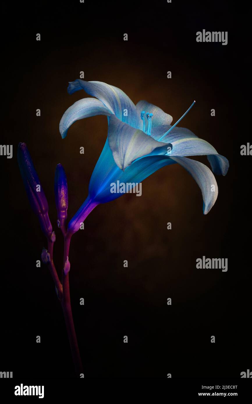 Un contemporaneo, psichedelico Looking Day Lily -famiglia Hemerocallis- fiore con un colorato ciano, radiografia Foto negativo film look in luce soffusa Foto Stock