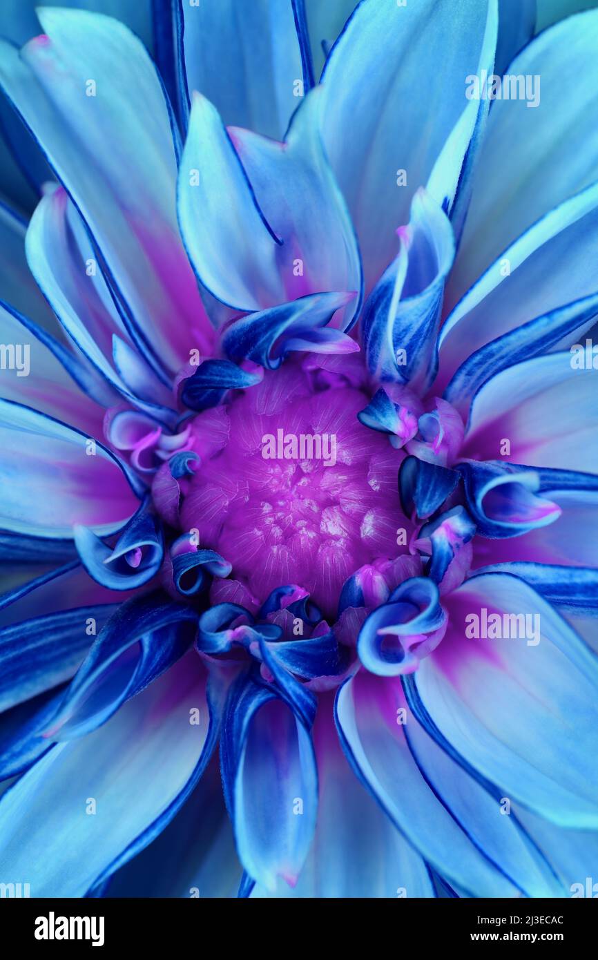 Un primo piano estremo di un contemporaneo, psichedelico cyan, viola guardando Dahlia -Dahlia hortensis, Asteraceae famiglia fiore; catturato in uno Studio Foto Stock