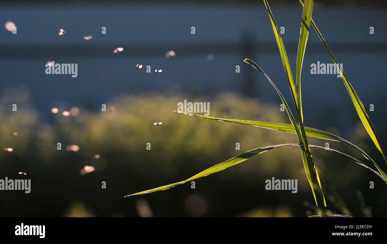 Sciame di zanzare che volano in slow motion sotto il sole splendente. Creativa. Piccoli insetti che volano sopra erba verde. Foto Stock