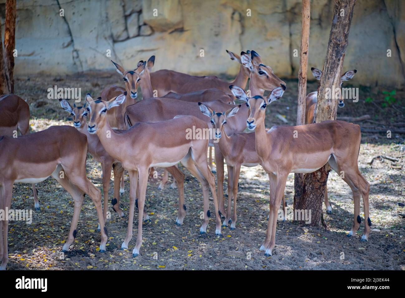 Molte graziose antilopi vivono nello Zoo di Dubai Foto Stock