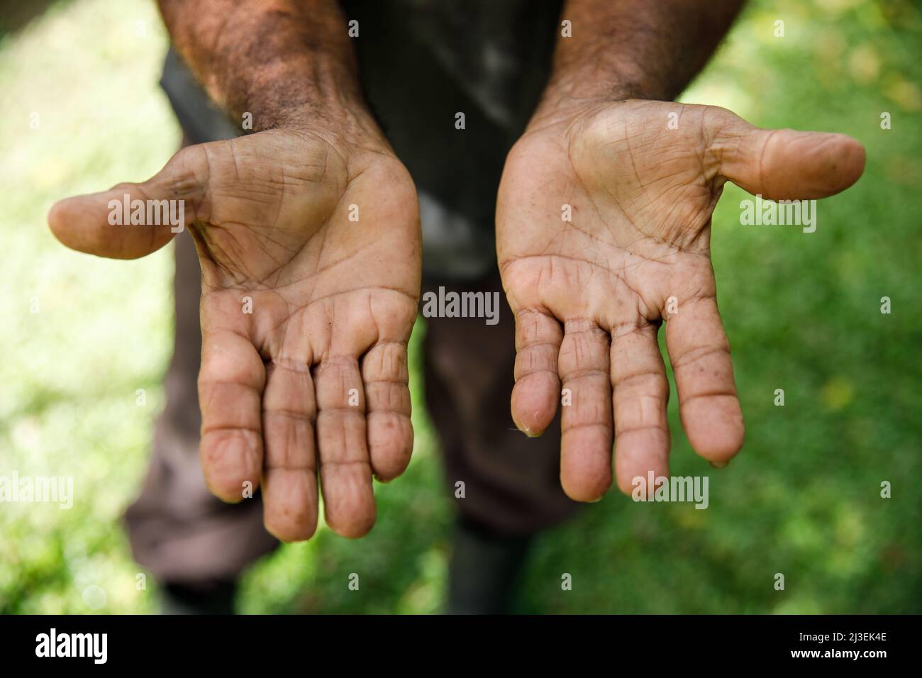 Le mani lavorate di un contadino. Le mani di un agricoltore anziano sfigurato dal duro lavoro fisico. Foto Stock