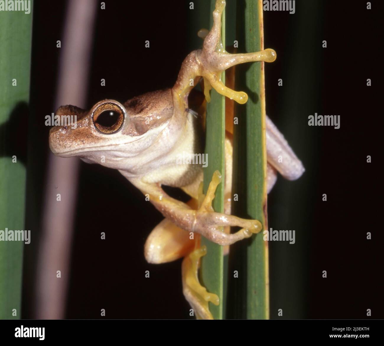 Jervis Bay Tree Frog arroccato in canne Foto Stock