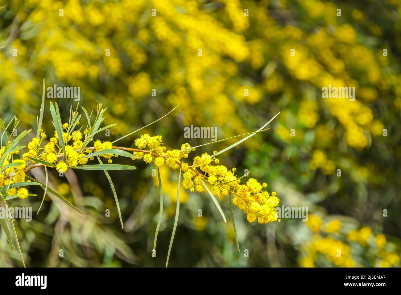 Fiori gialli di un fiore Cootamundra acqua Acacia baileyana albero primo piano su uno sfondo sfocato Foto Stock