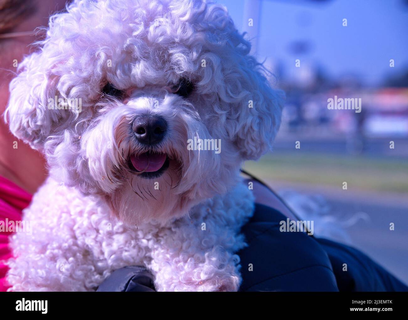 Ritratto di carino cane in mano dal suo proprietario Foto Stock