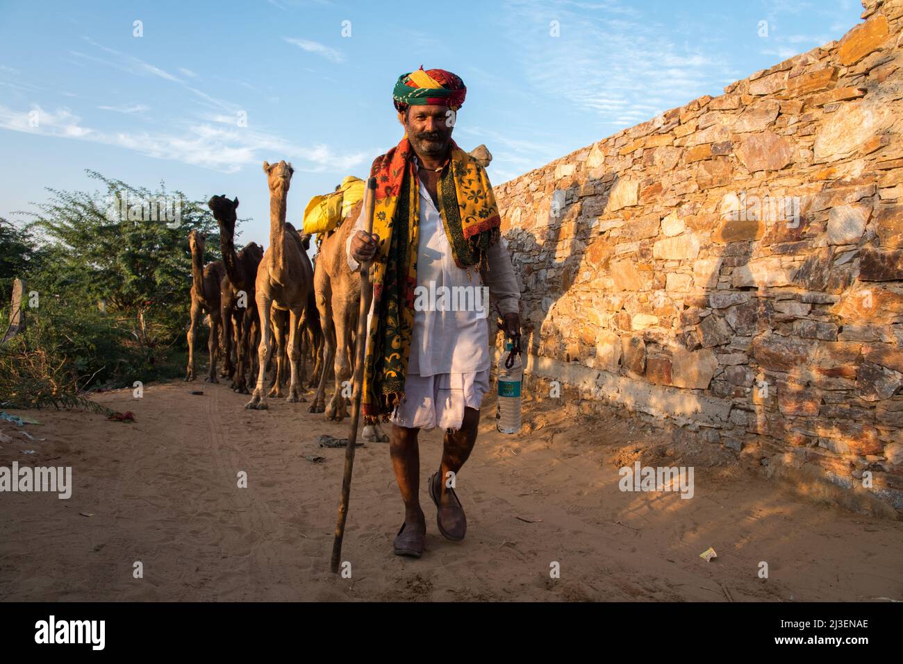 Un pastore di cammello che prende la sua mandria indietro alla fine del giorno. Pushkar, Rajasthan, India Foto Stock