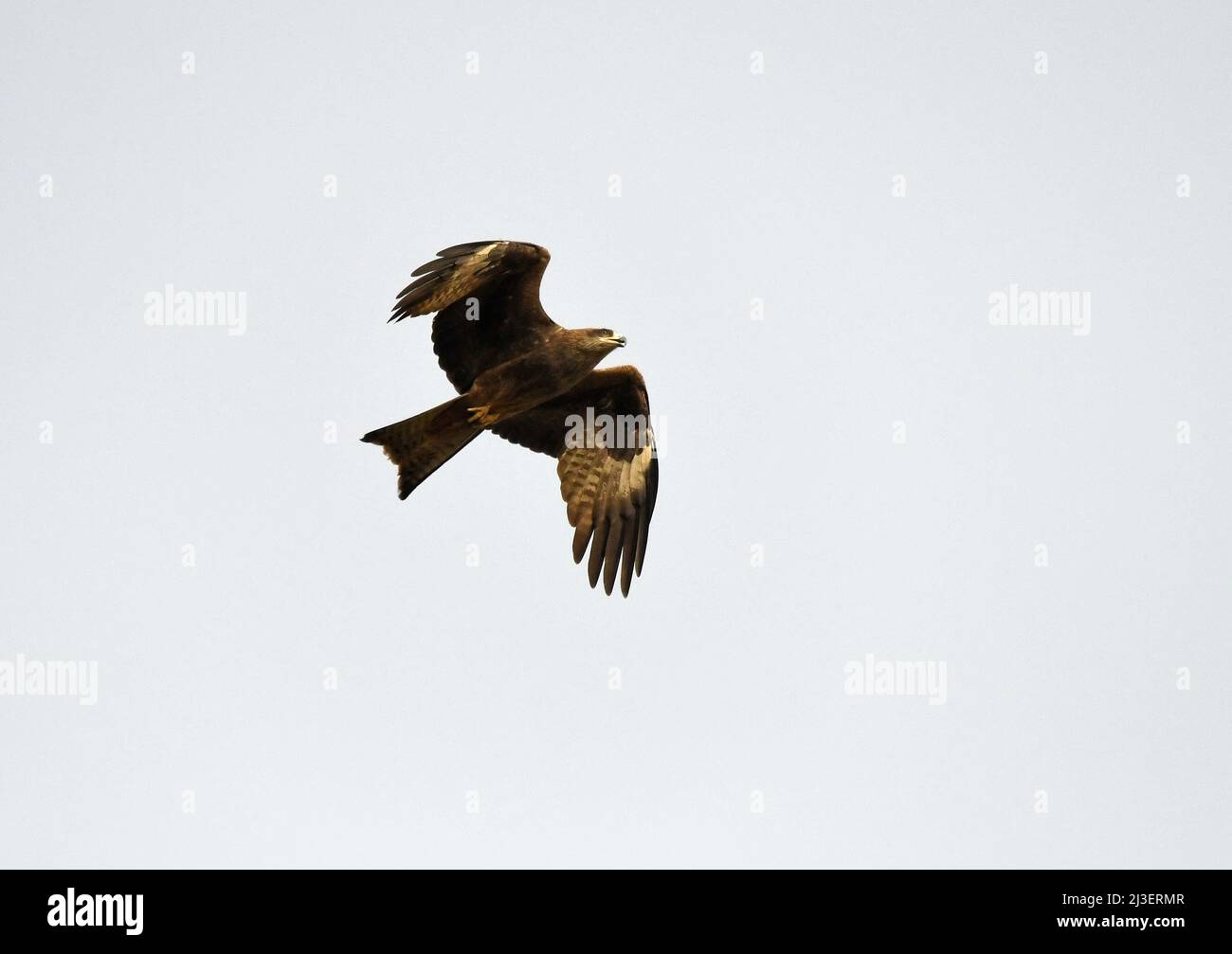 Aquilone nero, Milvus migrans, in volo, durante la migrazione Foto Stock