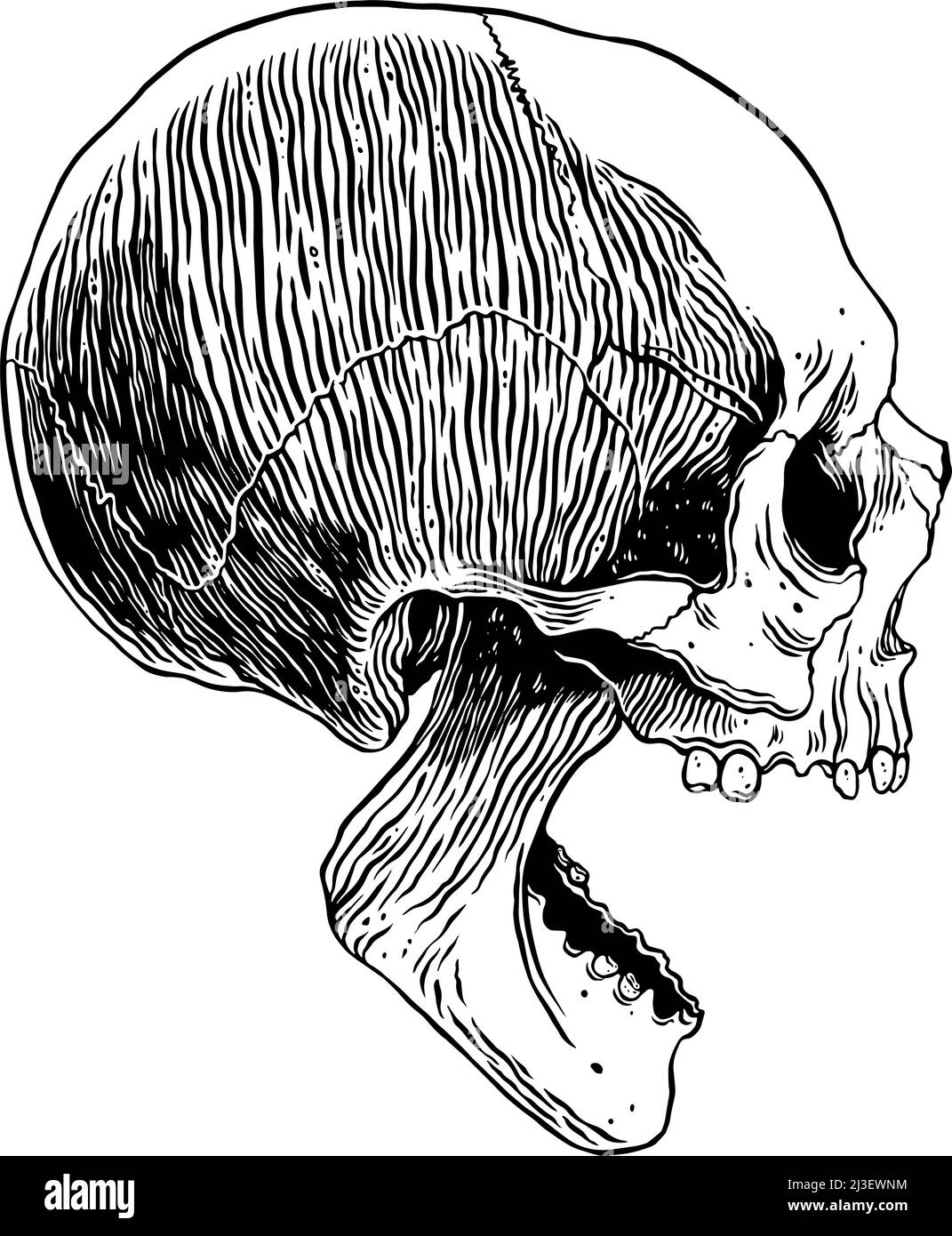 Cranio umano anatomico. Illustrazione disegnata a mano con vettore Illustrazione Vettoriale